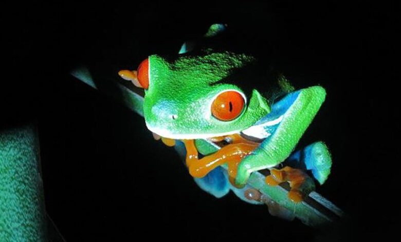 10 Alternativas de Solución para Salvaguardar a los Animales en Peligro de Extinción – Descubre Cómo Ayudar a Proteger a Nuestra Fauna