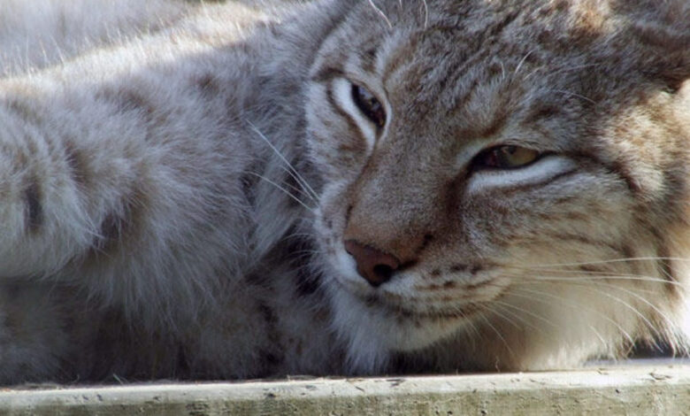 5 Alternativas de Solución para Evitar la Extinción de Especies: ¿Qué Medidas Tomar?