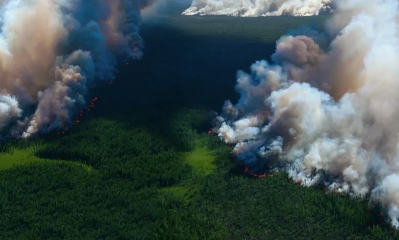 5 estrategias efectivas para prevenir y combatir los incendios forestales: Guía completa