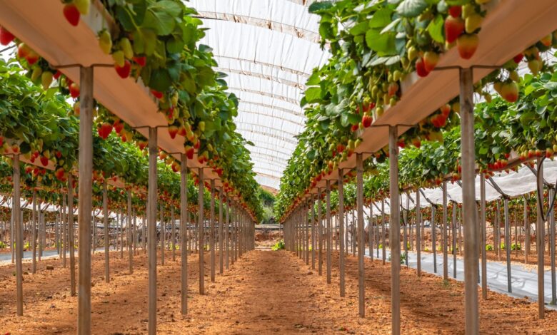 5 soluciones efectivas para combatir la sequía: ¡Descubre cómo combatir la escasez de agua de forma sostenible!