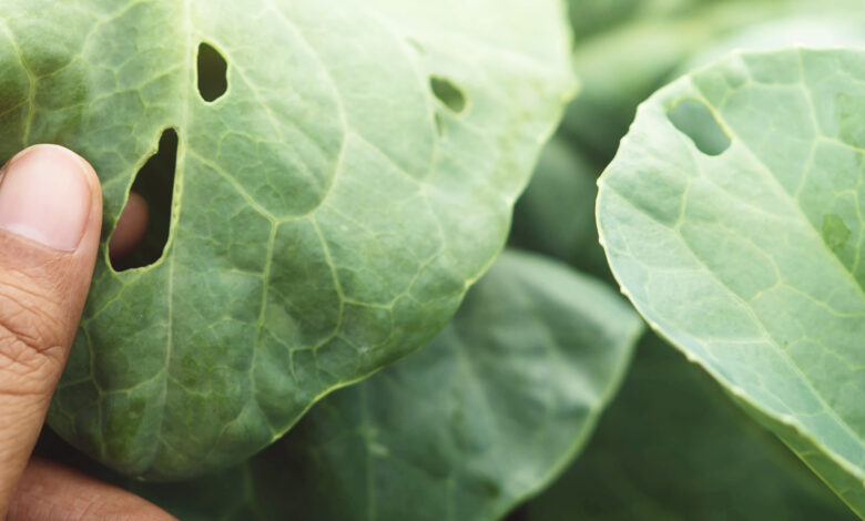 7 Alternativas Ecológicas y Efectivas para Sustituir los Pesticidas