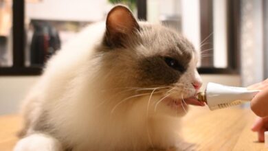 Photo of Alternativa de malta para gatos: la mejor opción para el cuidado digestivo de tu mascota