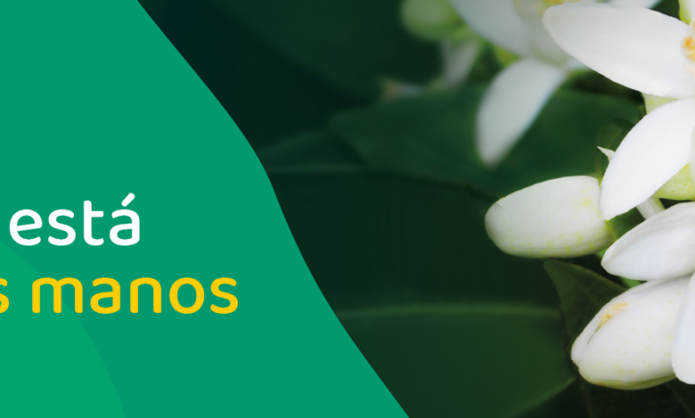 Alternativa ecológica y eficiente para el quelato de hierro: ¡Descubre una opción sostenible para tus cultivos!