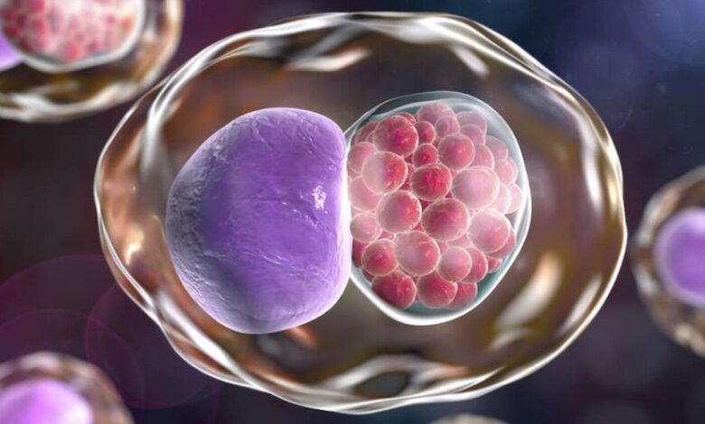 Alternativa natural y efectiva a la azitromicina para tratar la clamidia