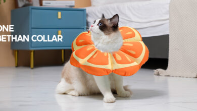 Photo of Alternativas al collar isabelino para gatos: opciones cómodas y seguras