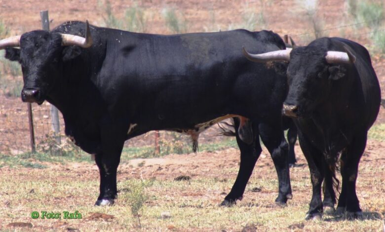 Alternativas amorosas para los toros: una visión antitaurina