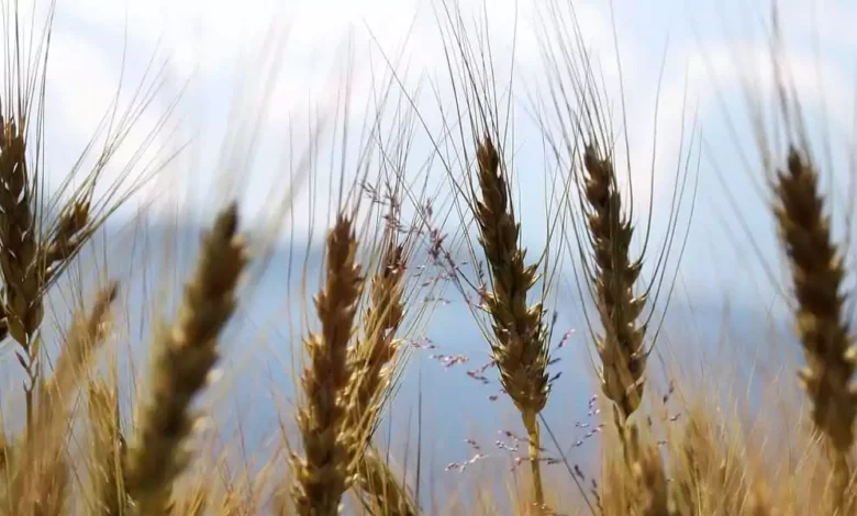 Alternativas de cultivo sustentable: Cómo mejorar la producción agrícola de forma ecológica