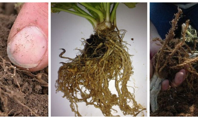 Alternativas de cultivos hortícolas para combatir nematodos: Guía completa para proteger tus cultivos