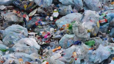 Photo of Alternativas eco-friendly para sustituir las bolsas de plástico: Cuida el medio ambiente con soluciones sostenibles