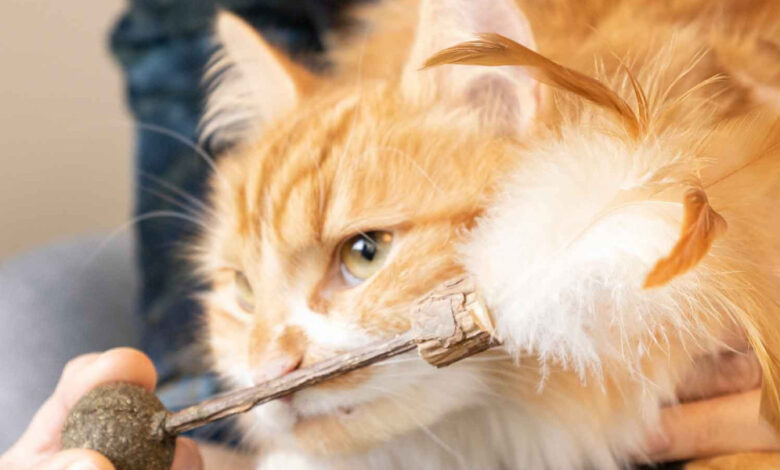 Alternativas ecológicas a las bolsas de plástico para mascotas: Cuida del medio ambiente y de tu mascota