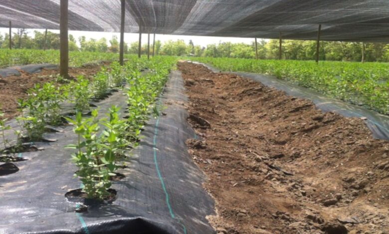 Alternativas naturales para la espuma estabilizante en costura: guía completa y ecológica