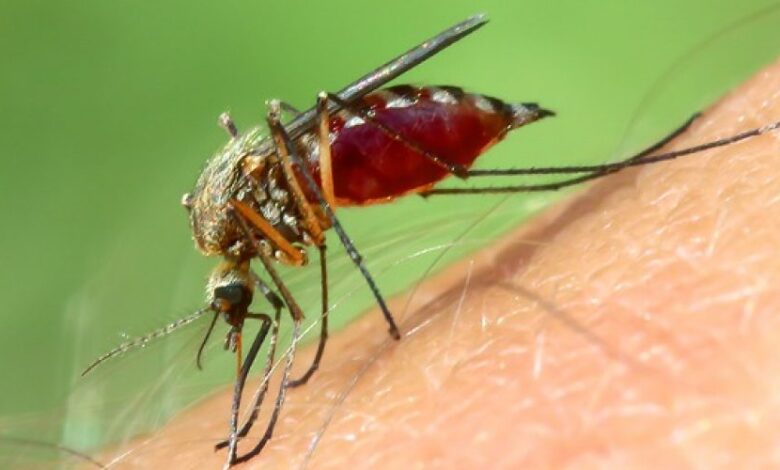 Alternativas naturales y efectivas para atrapar mosquitos sin usar levadura