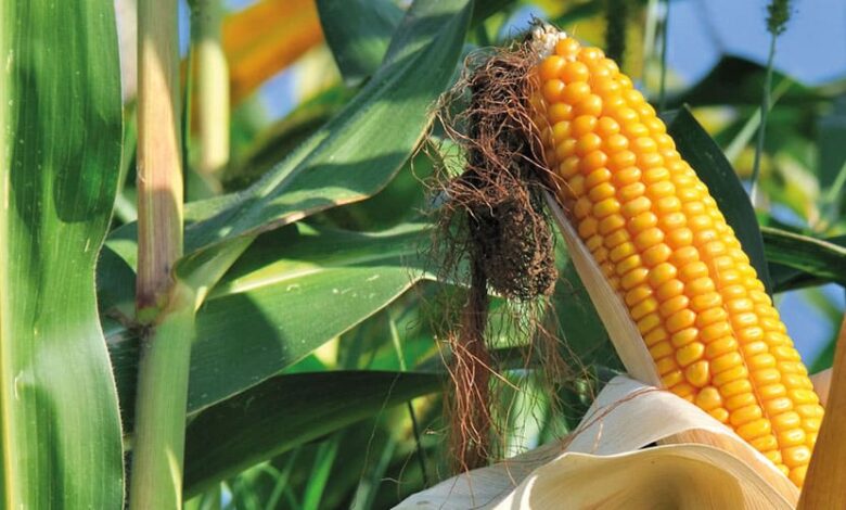 Alternativas saludables de hoja de maíz para tamales: Descubre qué opciones usar