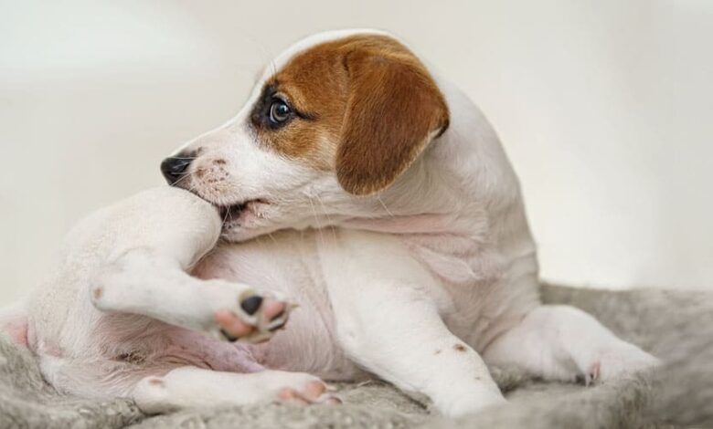 La mejor alternativa natural a Atópica para gatos: Cuidado y alivio para tu mascota