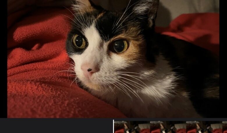 Las mejores alternativas gratuitas a iMovie para Windows: Edita tus vídeos como un profesional sin gastar un euro